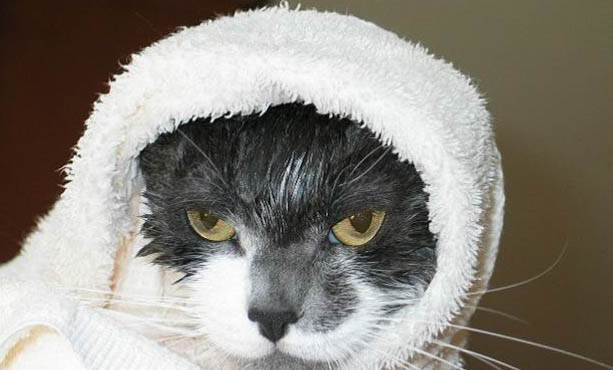 猫咪可以多久不吃饭