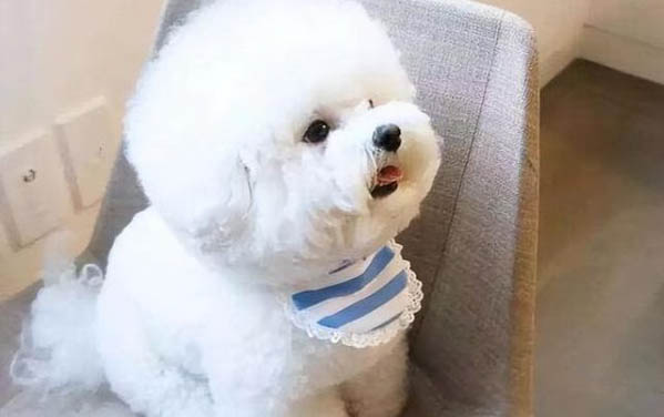 比熊三个月怎么喂养