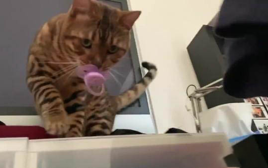 小猫半夜总叫怎么办