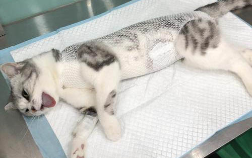 小猫拉肚子吃什么药好