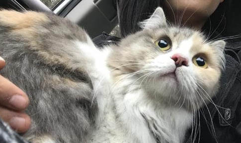 猫咪可以长期吃复合维生素吗