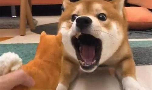 狗狗美容比赛介绍
