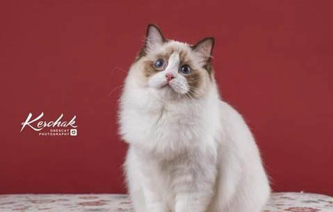 布偶猫是不是掉毛很严重啊?