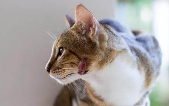 偶尔点一次蚊香对猫有影响么