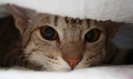 刚出生的小猫睡觉一抽一抽的是为什么