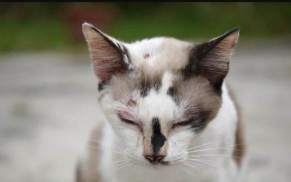 猫咪最近总是呕吐怎么办?