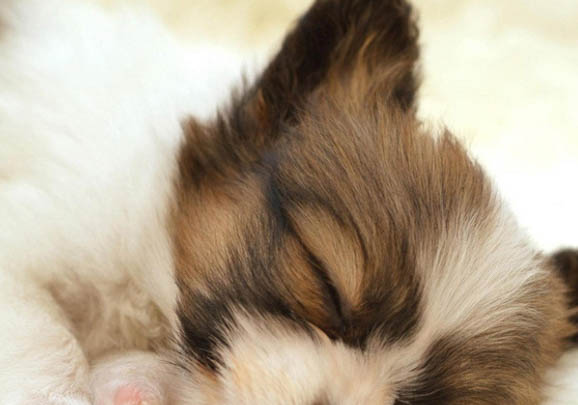 喜乐蒂牧羊犬可以吃龙眼吗
