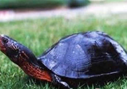 乌龟多长时间换一次壳