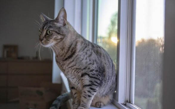 世界十大名猫排行