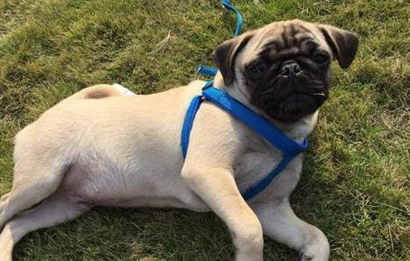 巴哥犬呼吸急促像抽的原因有哪些