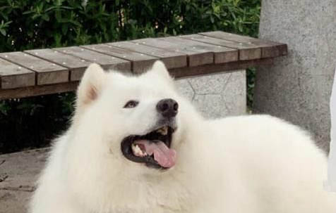 哪里有出售萨摩耶