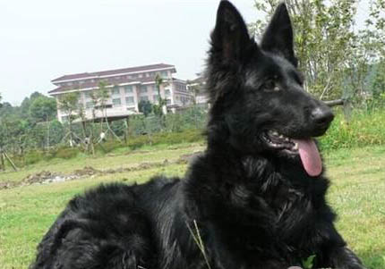 英国古代牧羊犬拉丁名称