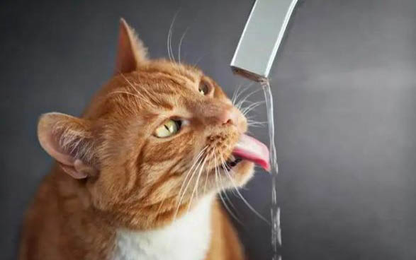 小猫的名字可以取哪些