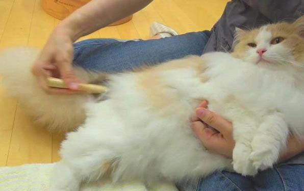 猫包可以上地铁吗?