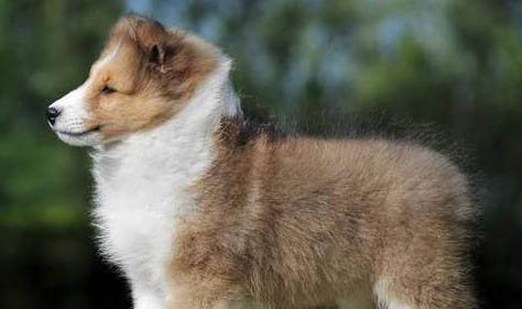 喜乐蒂牧羊犬干咳的原因及处理方法