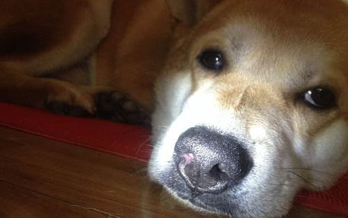 狗狗总是摇头甩耳朵的原因及处理方法