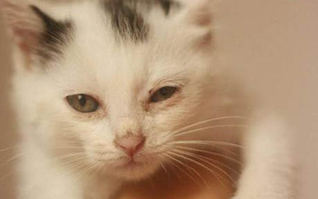 小猫会用猫砂但尿床