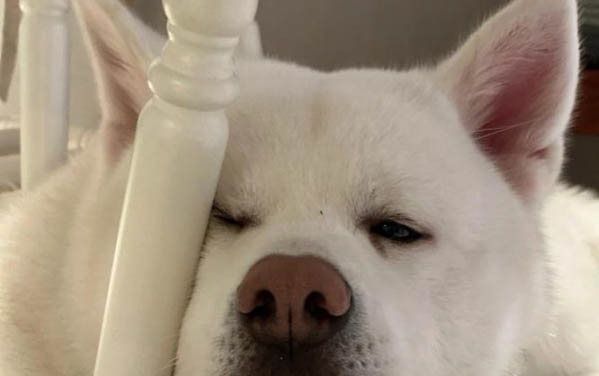 哪个品种的狗最可爱