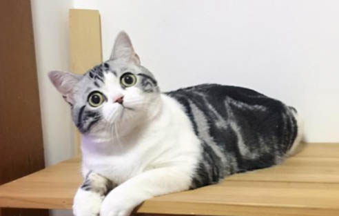 猫咪能吃橘子不