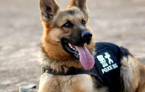 缉毒犬种有哪些