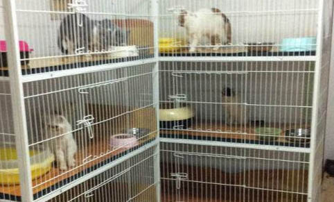 猫咪感染了寄生虫有哪些表现