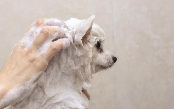 狗狗细小度过危险期表现