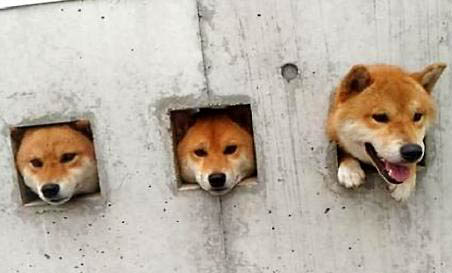 如何分辨柴犬和秋田犬