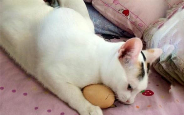 猫咪可以吃杏仁仁么？