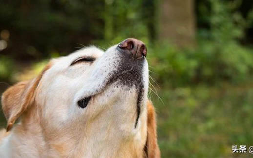 狗狗为什么会食粪？如何处理以及注意事项？