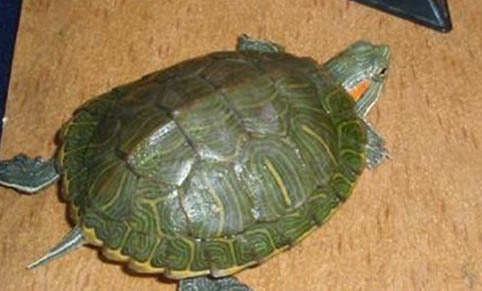 深水养巴西龟会死吗
