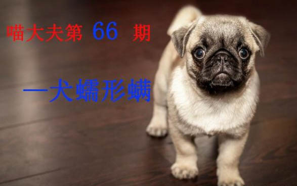 狗狗可以吃木耳吗