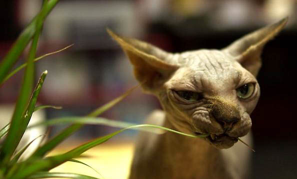 加拿大无毛猫尿闭:原因、处理和注意事项
