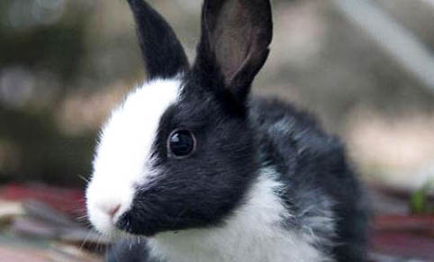 荷兰垂耳兔多少钱一只