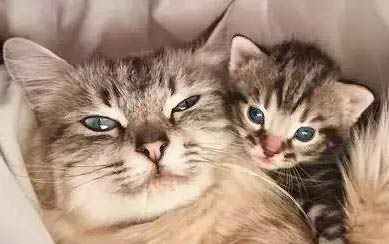 猫喉咙咕噜咕噜的声音
