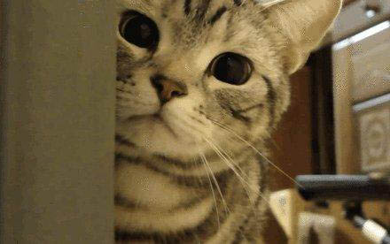 为什么母猫把其中一只小猫叼走?
