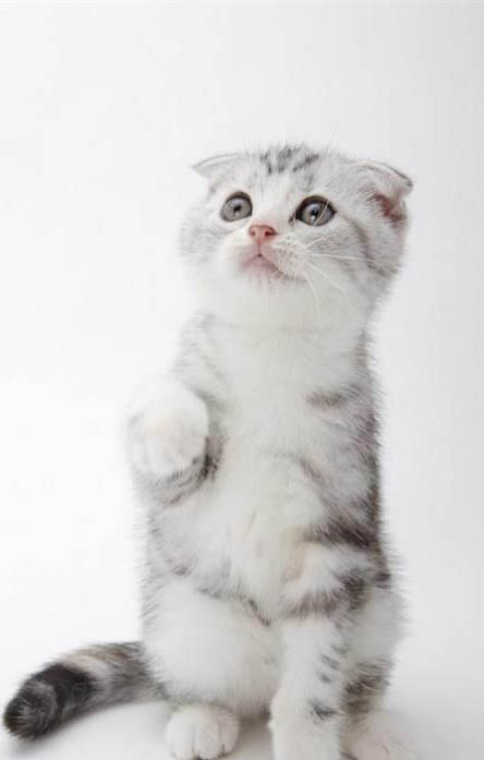 怎么阻止猫在晚上嚎叫？