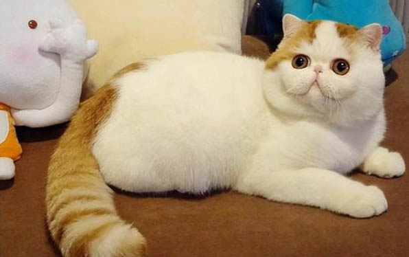 猫咪生病护理需要注意什么
