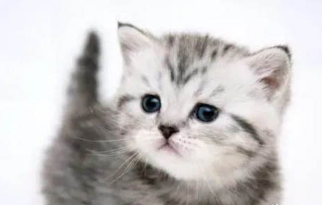 猫传腹怎么得的 如何避免