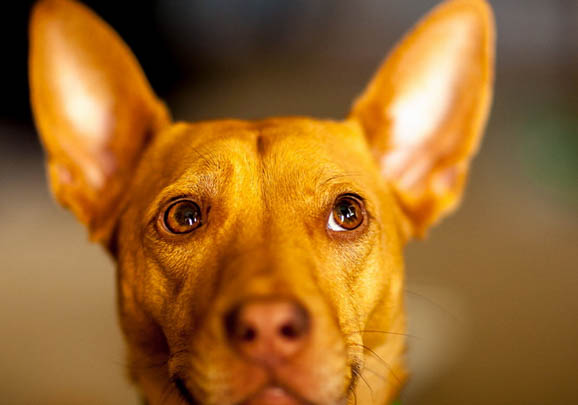 新斯科舍猎鸭寻猎犬老掉毛的原因及处理方法