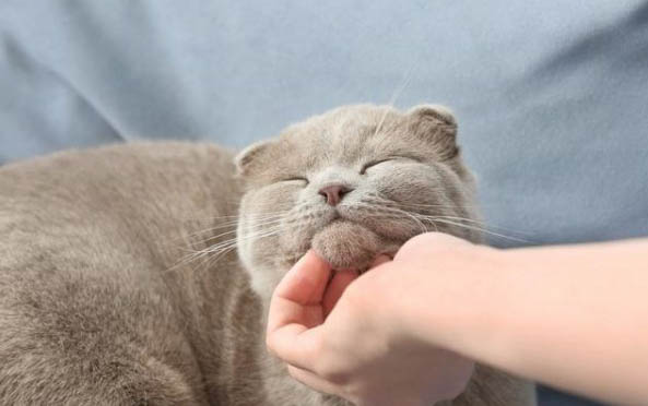 猫为什么口臭