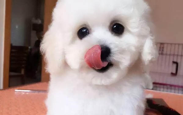 狗狗为什么不能吃鸡骨头