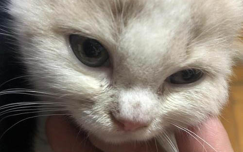 请问猫咪呕吐的原因及处理方法?