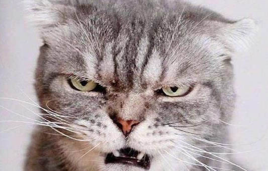 猫咪什么情况下会吐血