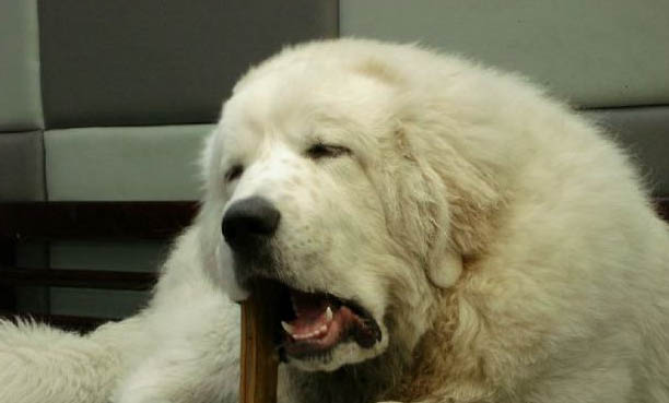 中型宠物犬有哪些品种