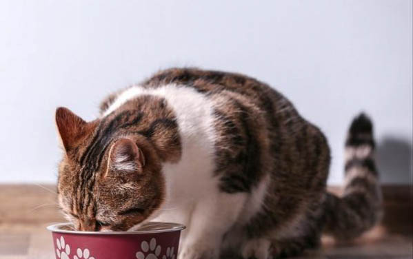 猫咪只喝水不吃东西是猫瘟吗?