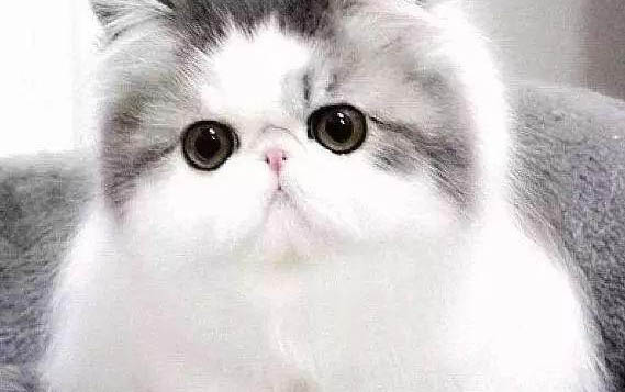 猫能不能吃蓝莓