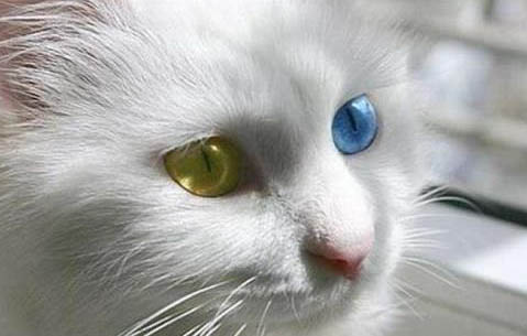 异色瞳猫罕见吗