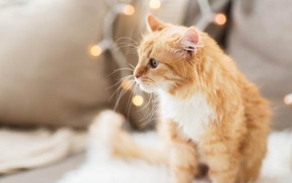 小猫能吹空调吗