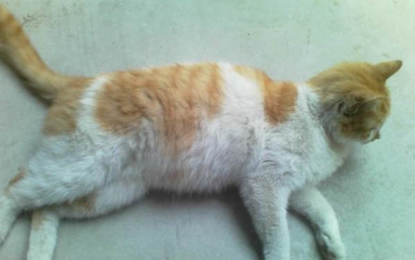 猫咪胰腺炎可以喝醋吗?