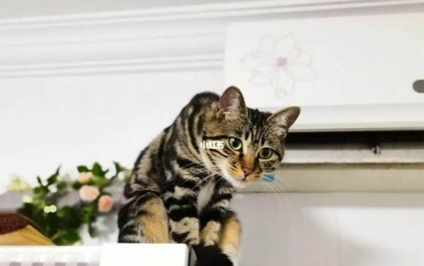 小猫脐带多久才脱落